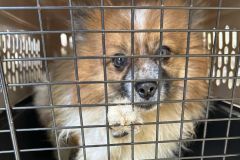 Brown and white pomeranian paws at crate