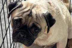 Breeder surrender pug