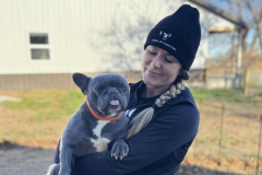 Breeder Surrender Frenchie