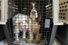 Spaniels in crate