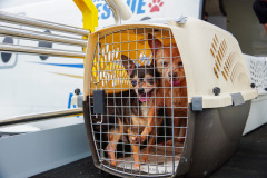 Chihuahuas transported during hurricane response efforts.