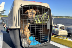 Dog transported from Western North Carolina shelters waits to board plane.