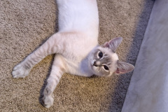 Bissel-pet-adoption-story-1-Snowball