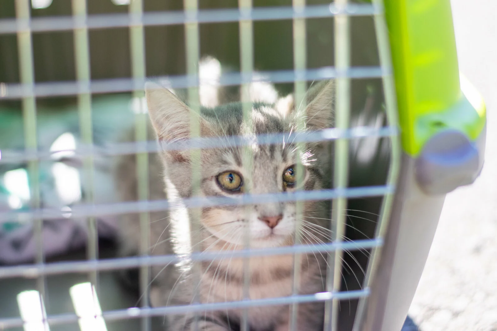 cat in crate