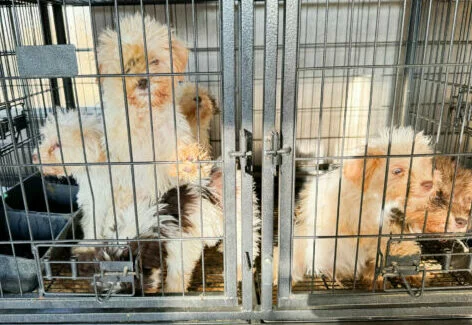 puppy mill