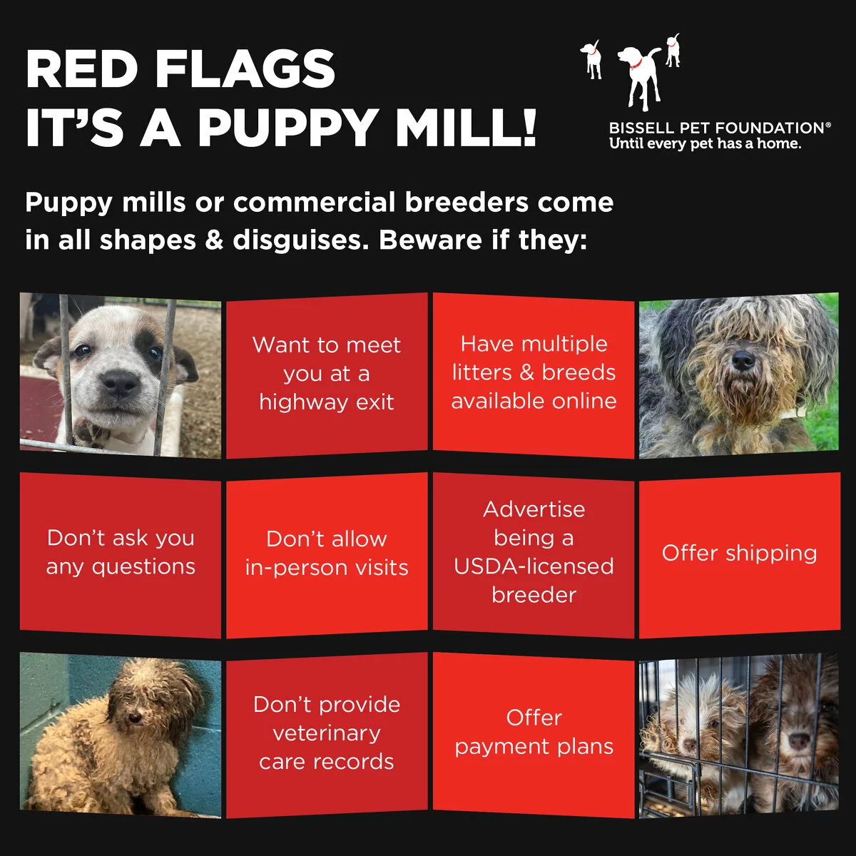 puppy mill awareness graphic