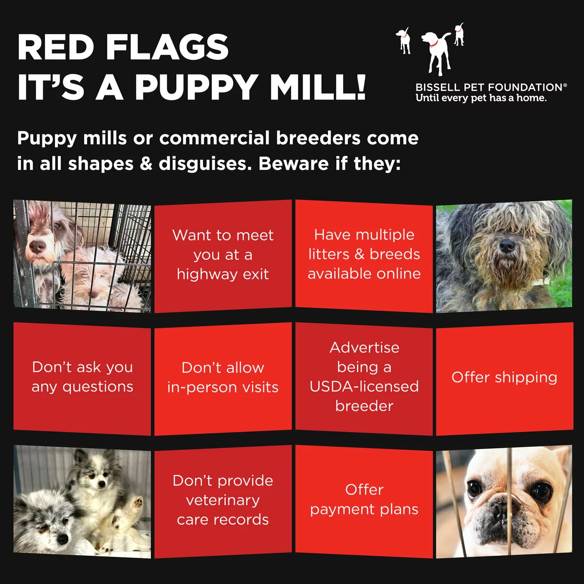 Red Flags it's a puppy. mill