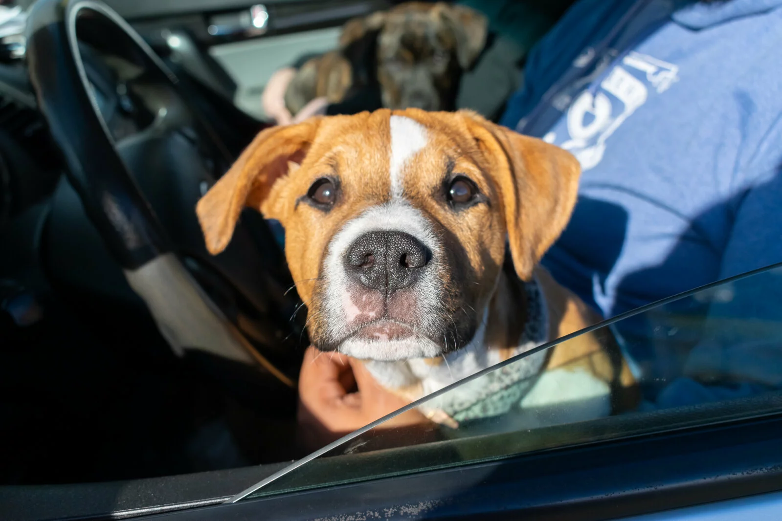 dog in car