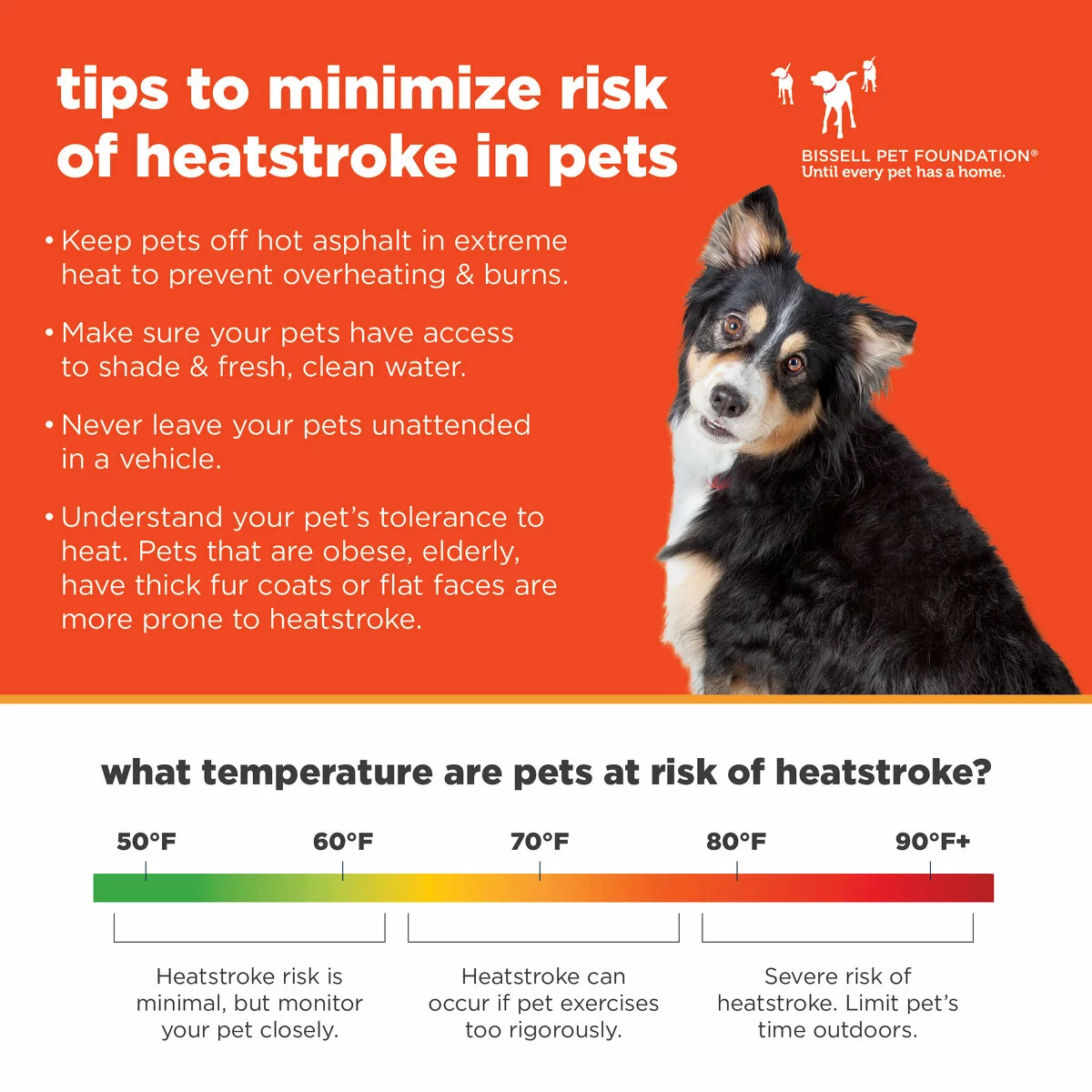 a graphic with tips to minimize right of heatstroke in pets