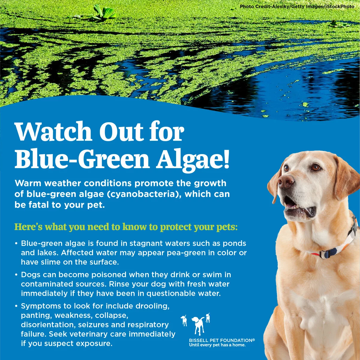 graphic with tips to protect pet from blue-green algae