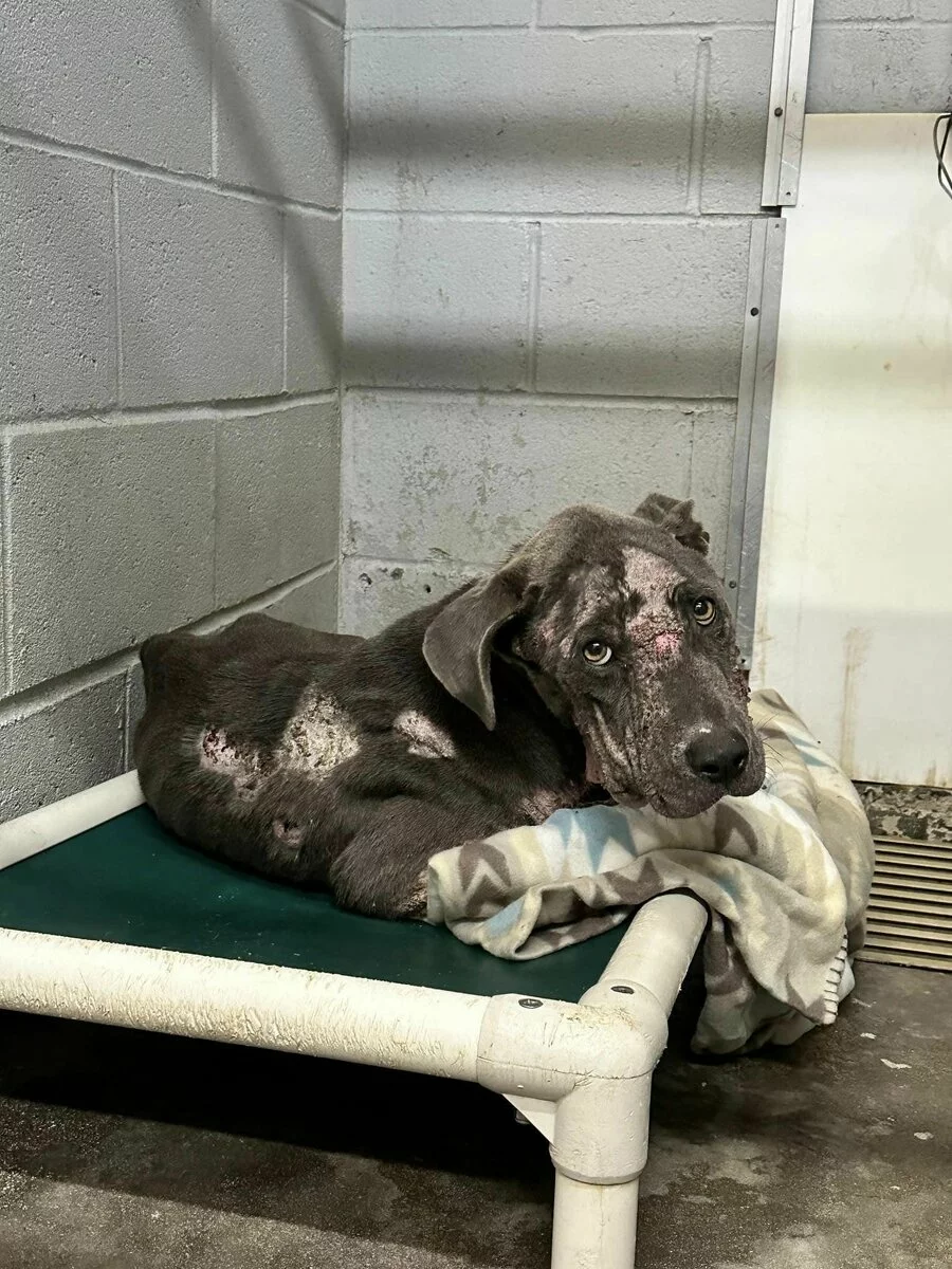 Dog with hairless on face and body lays in shelter kennel.