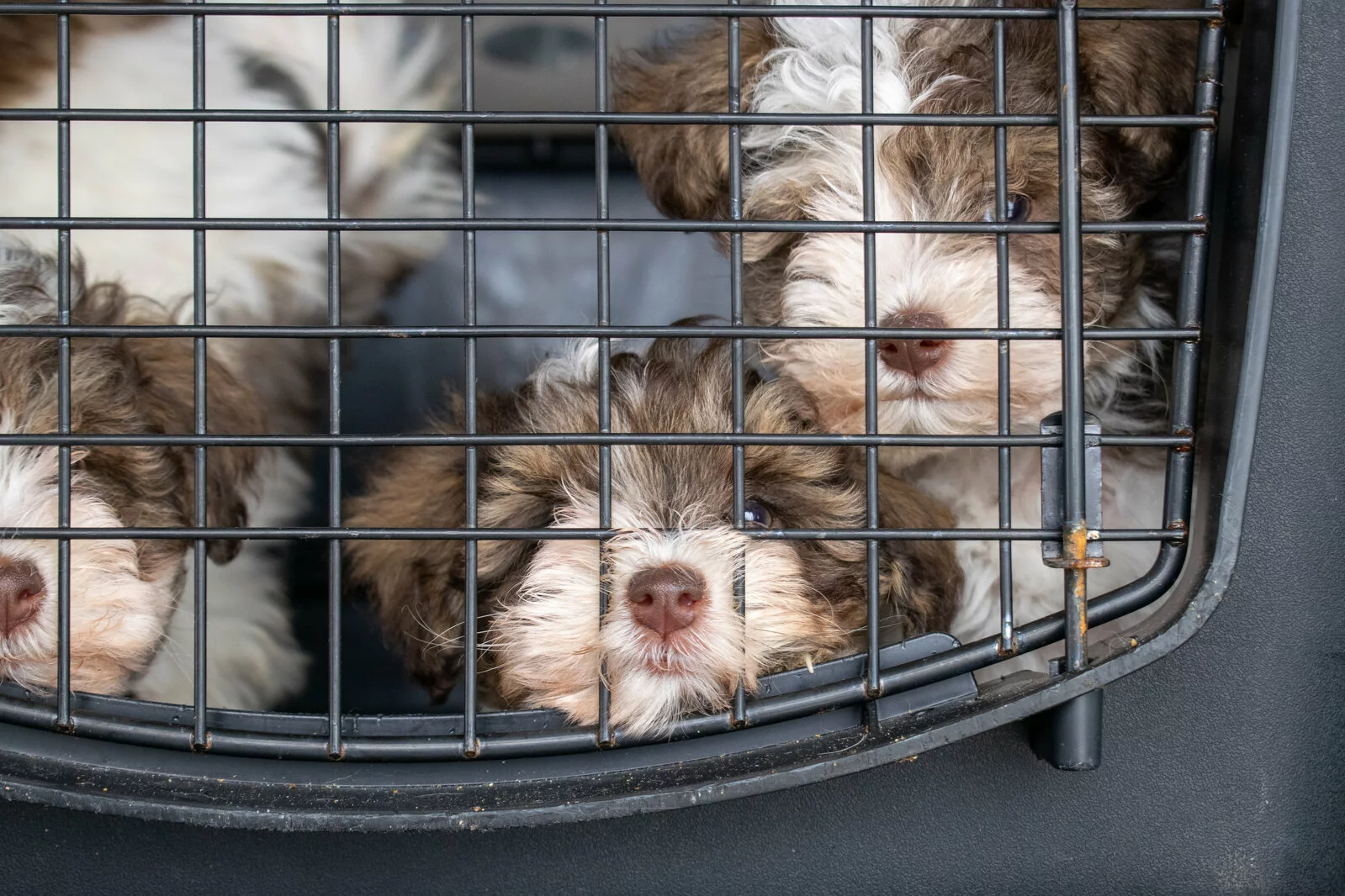 puppies in crate