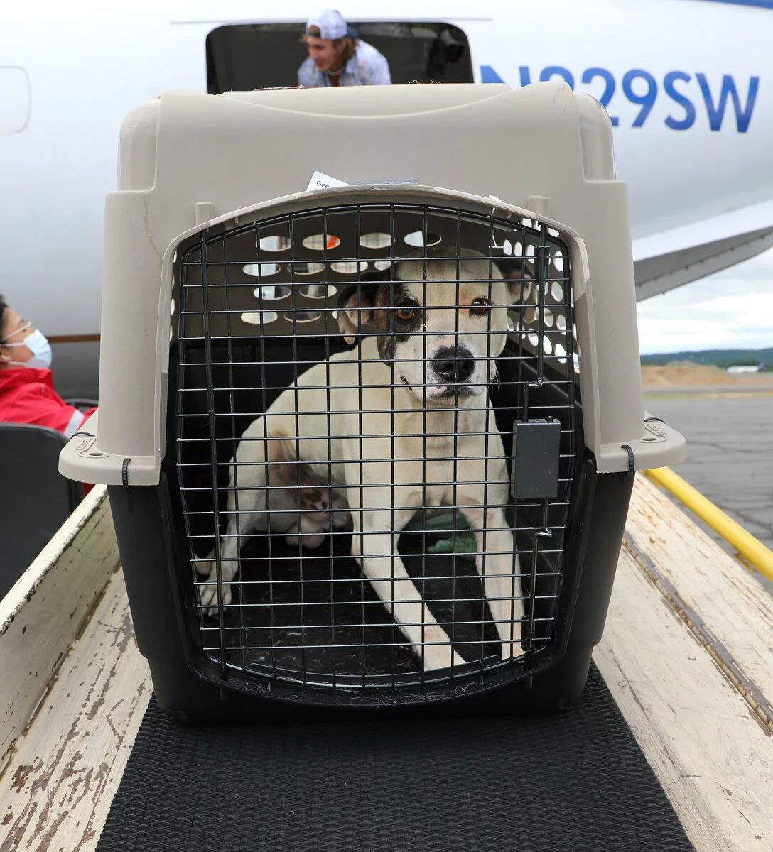 transport dog in crate