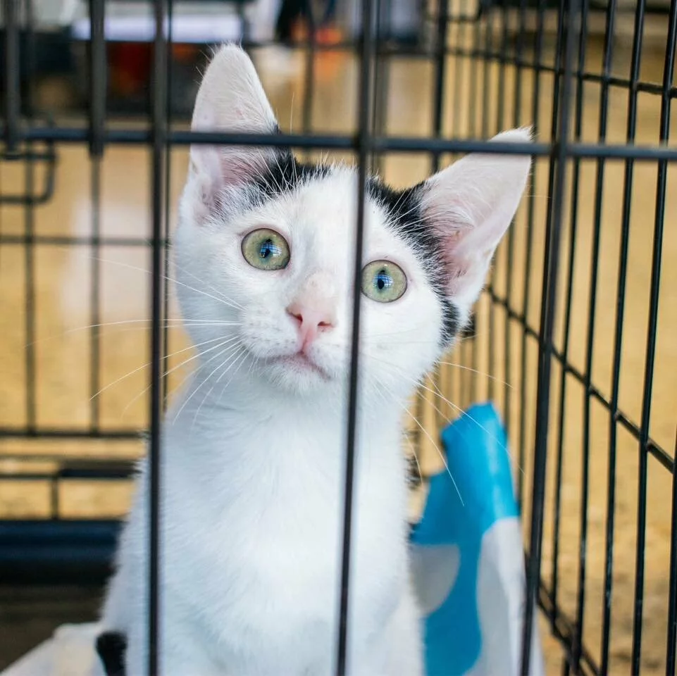 cat in crate