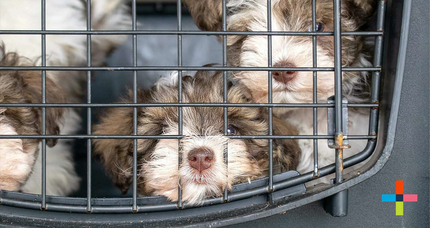 three small puppies in a crate