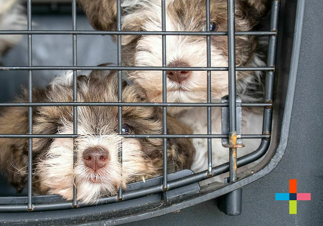 three small puppies in a crate