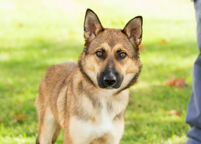 Shepherd mix dog poses for the camera with ears forward