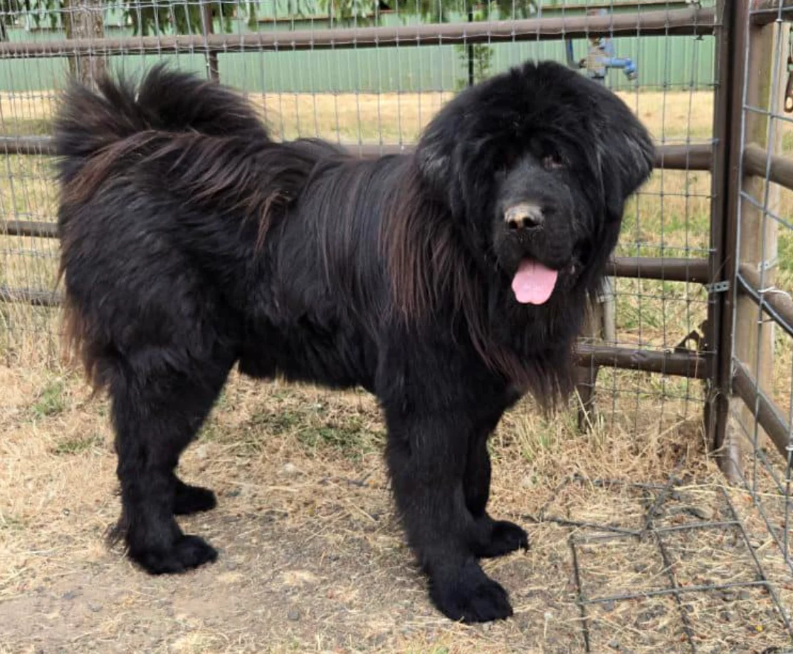 Black Tibetan Mastiff dog stands regally with tongue out.