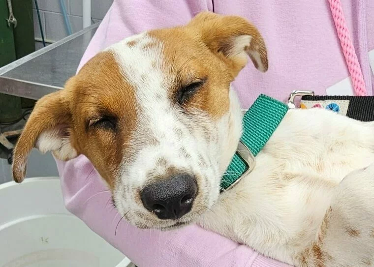 Terrier mix dog held in arms by shelter worker. The dog's eyes are squinty and look irritated.