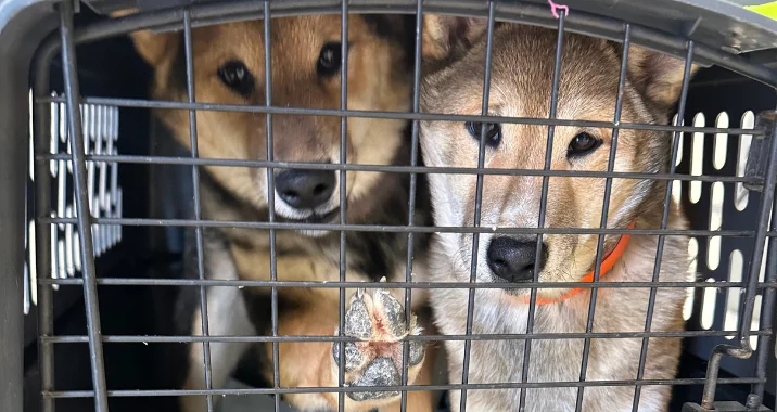 Two shiba inu dogs in a crate look excited