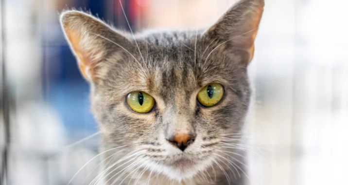 Gray tabby with green eyes looking regal