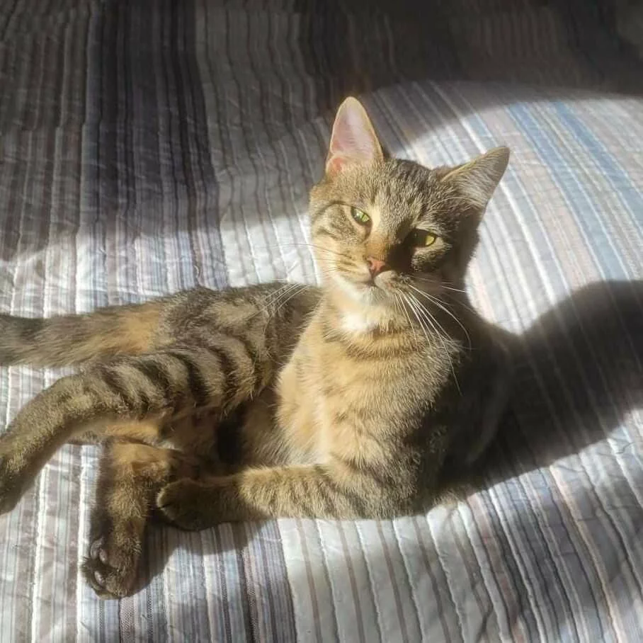 Tabby cat sunbathing on a bed