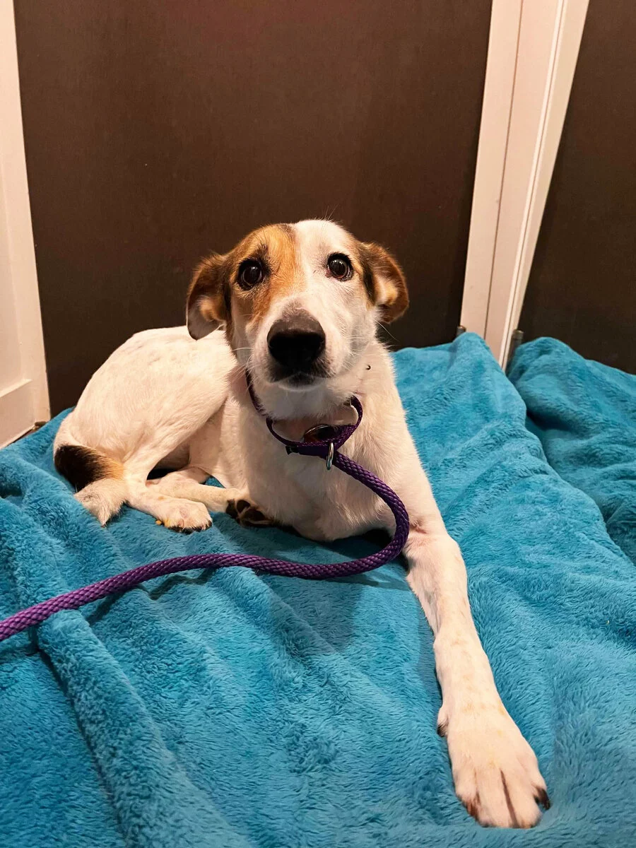 White and brown dog with three legs looks nervously at the camera