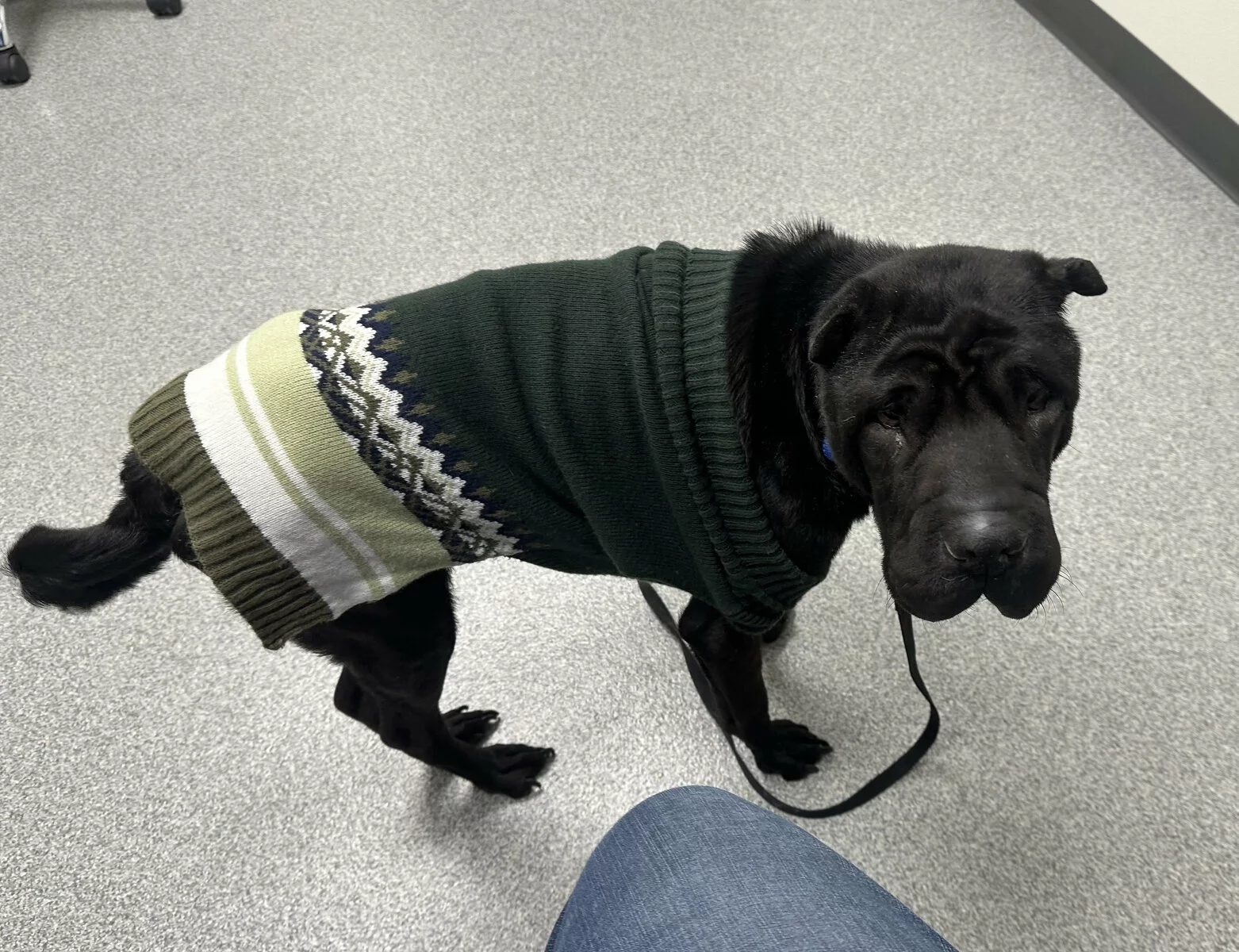 Black Shar-pei wears sweater