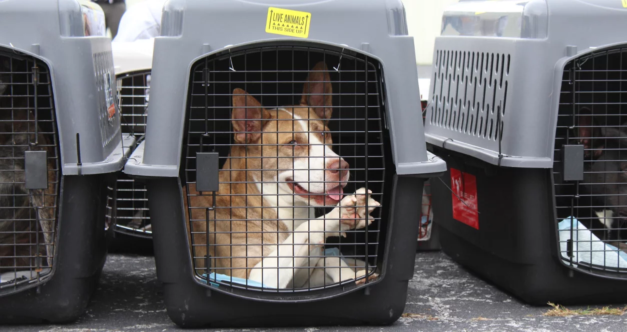 Tan and white dog laying down in a crate puts paw up to door.