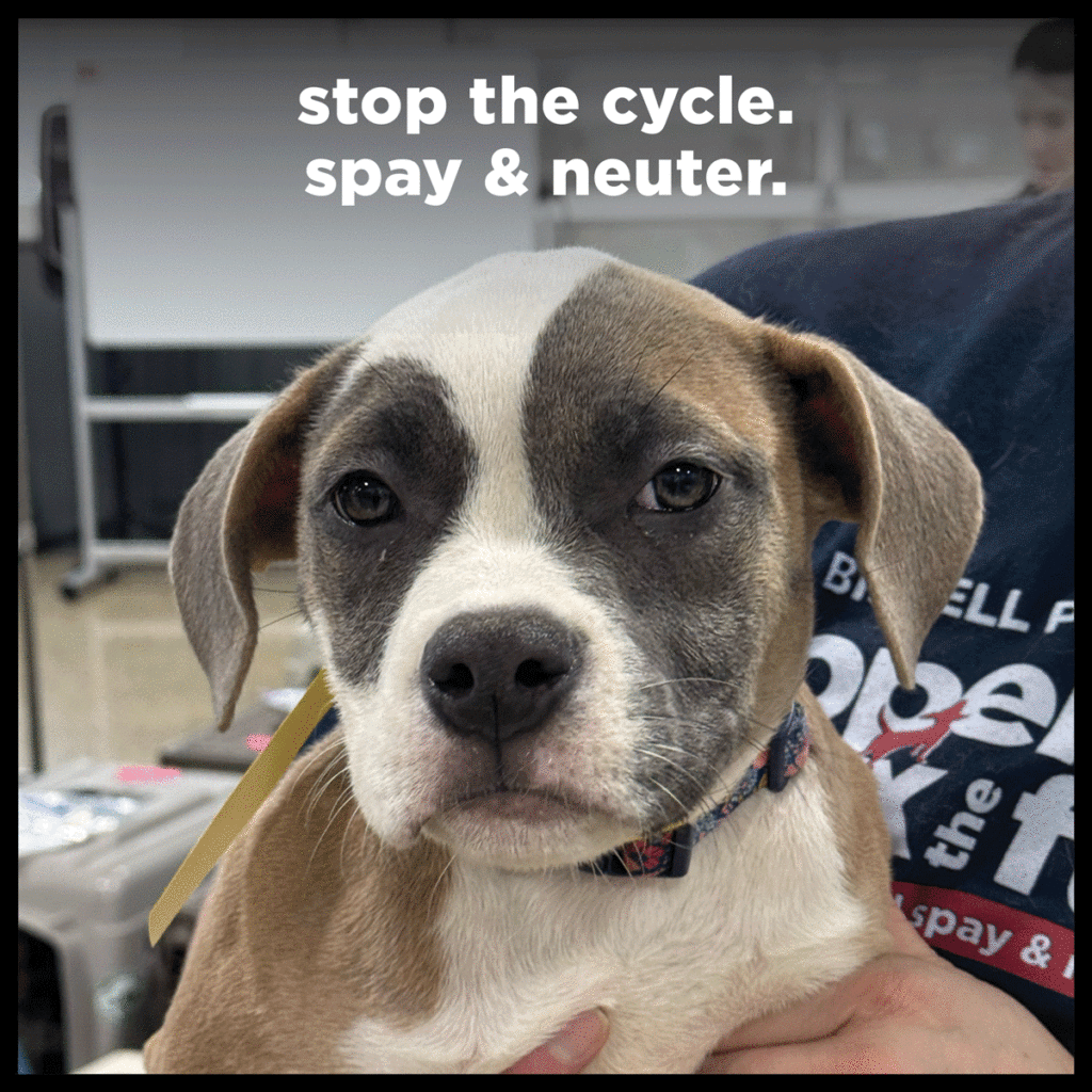 a dog at a spay/neuter clinic with text above its head reading "stop the cycle. spay and neuter."